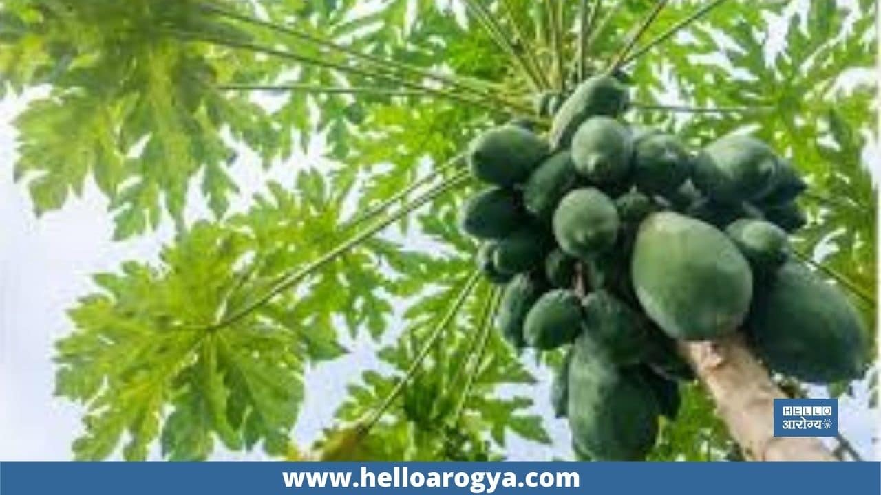 Ayurvedic benefits of raw papaya