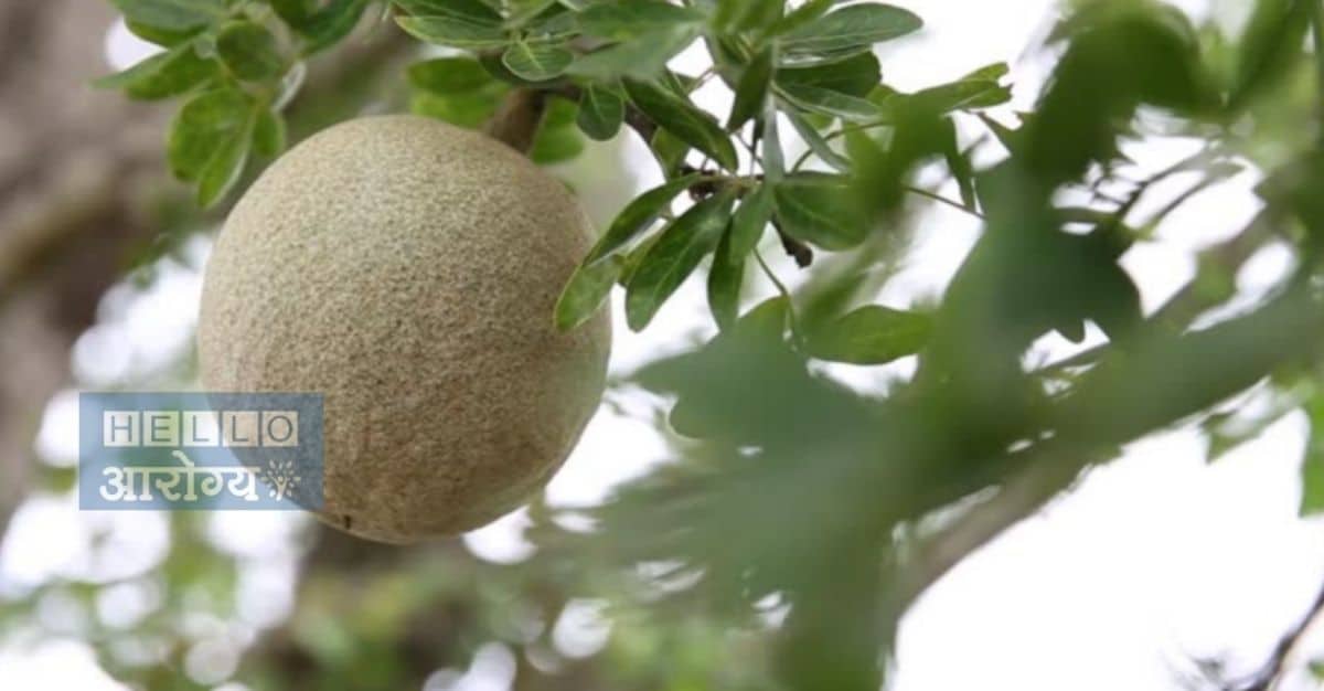 Wood Apple Benefits In Marathi