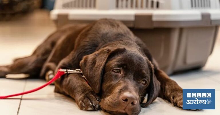 Dogs Mysterious Disease | अमेरिकेत कुत्री गूढ आजाराला पडतायेत बळी, जाणून घ्या आजाराची लक्षणे आणि प्रतिबंध